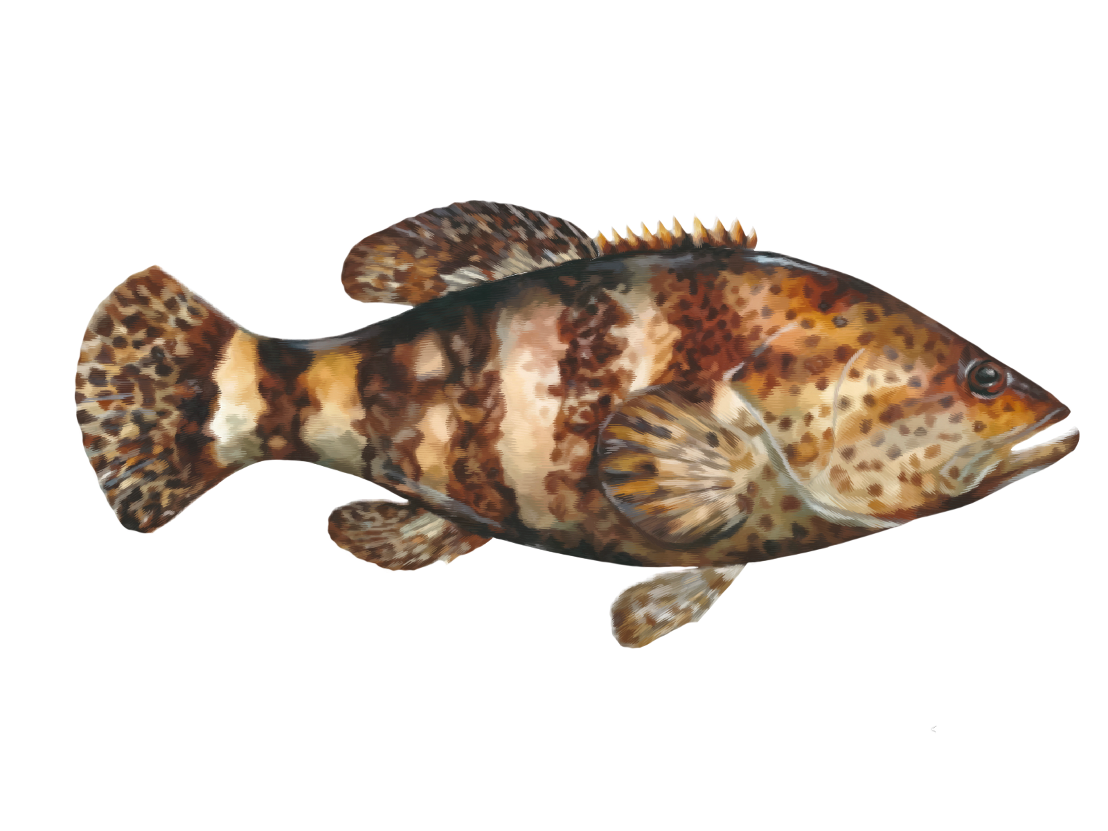 Goliath Grouper