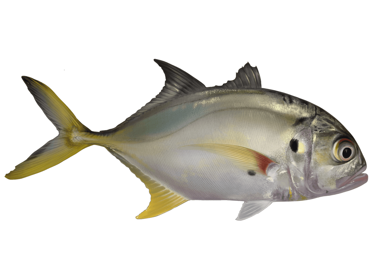 Jack Crevalle