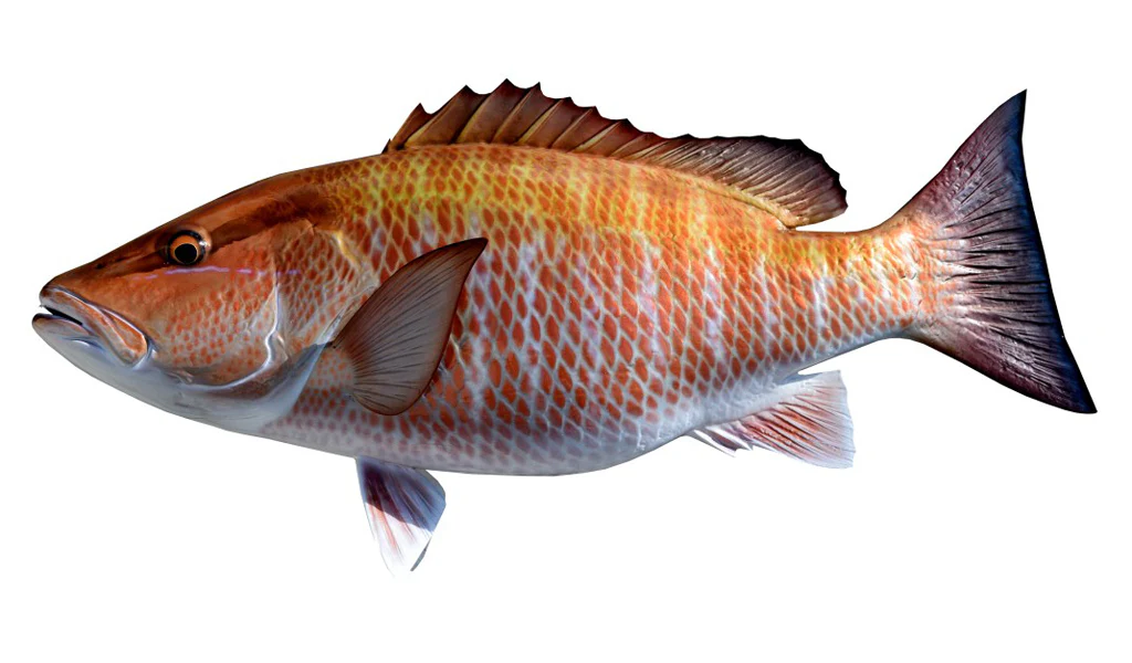 Mangrove snapper