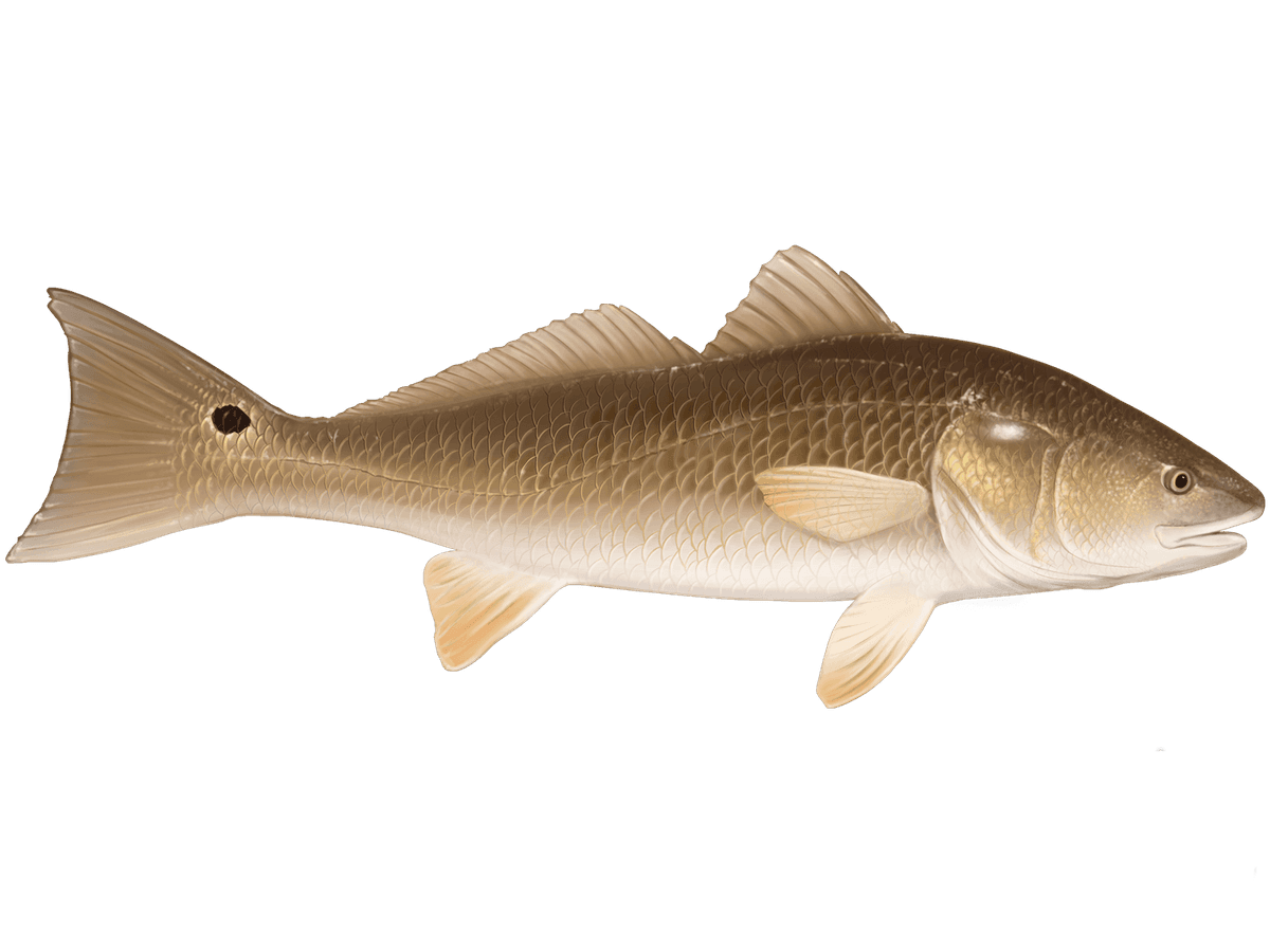 Redfish