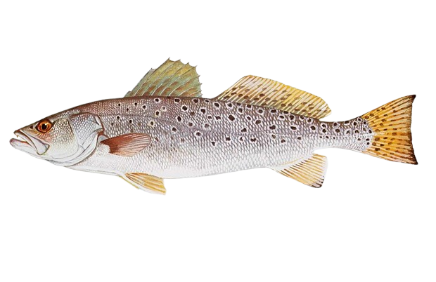 SWFL Salt Water Trout