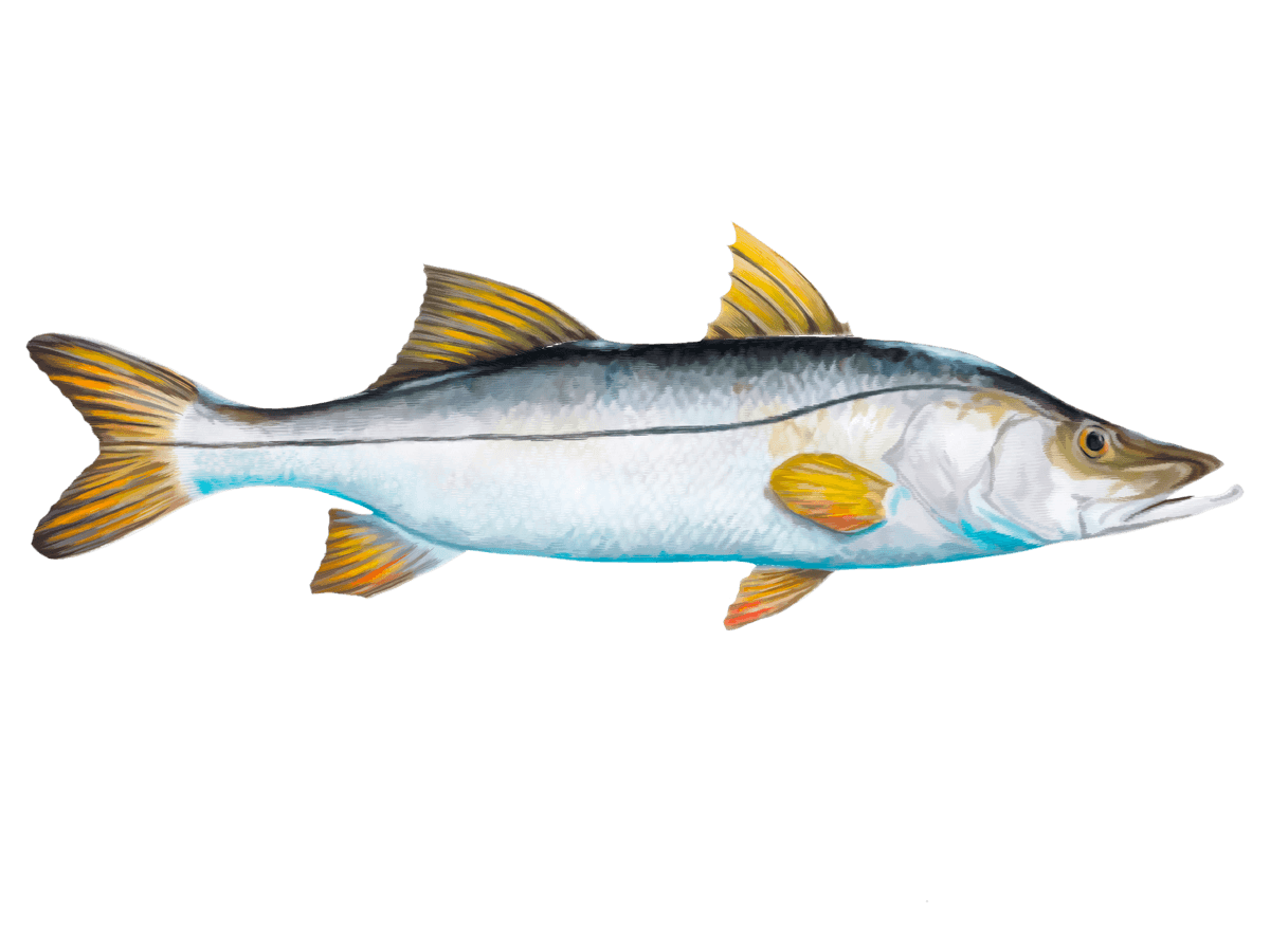 Snook