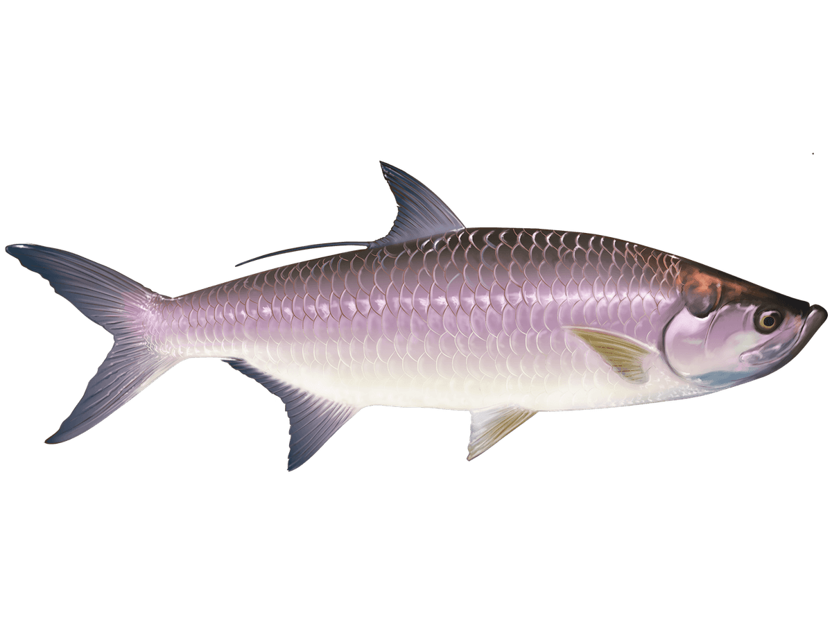 Tarpon