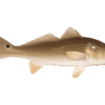 Red Fishing in Florida: Your Ultimate Summer Reef Guide